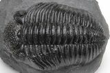 Huge Phacopid (Drotops) Trilobite - Excellent Eye Detail #230486-3